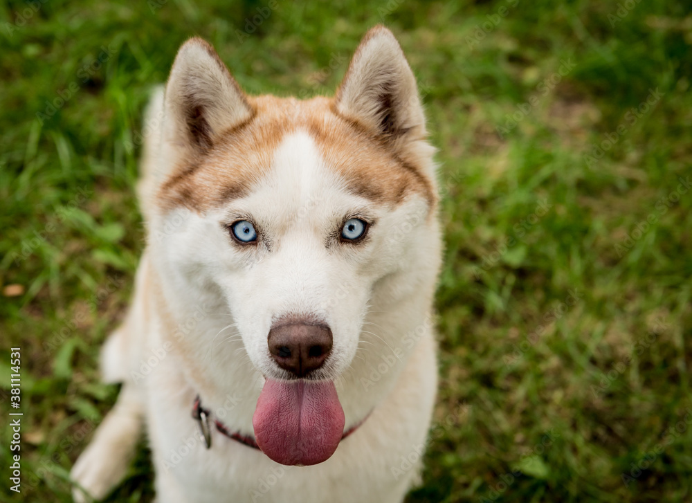 Portrait of cute husky dog at the park.