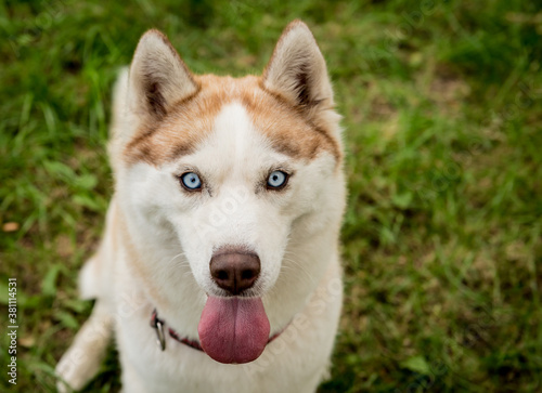 Portrait of cute husky dog at the park.