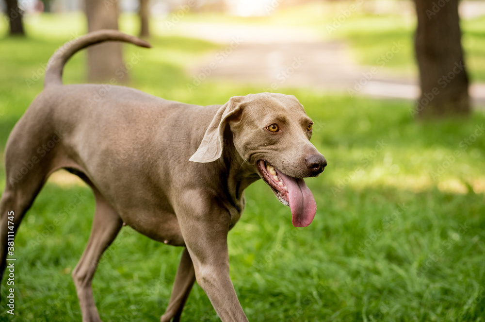 Portrait of cute weimaraner dog breed at the park. Portrait of cute weimaraner dog breed at the park.