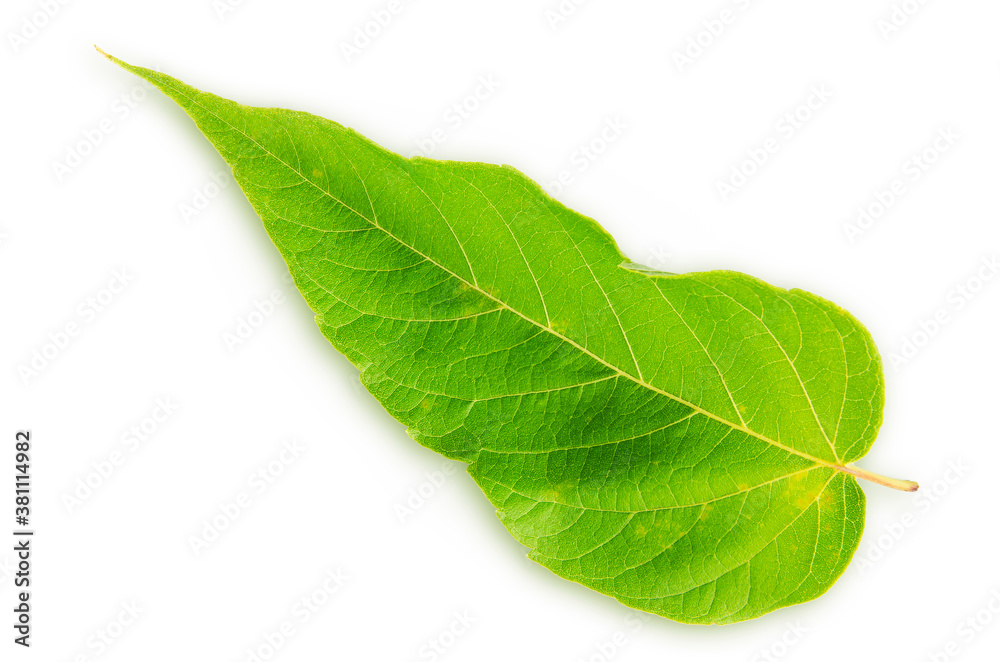 Fototapeta premium Green leaf on white background