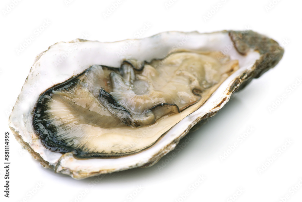 Oysters on a white background Oysters on a white background