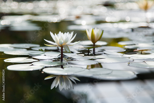 White lotus flower in greenhouse pond