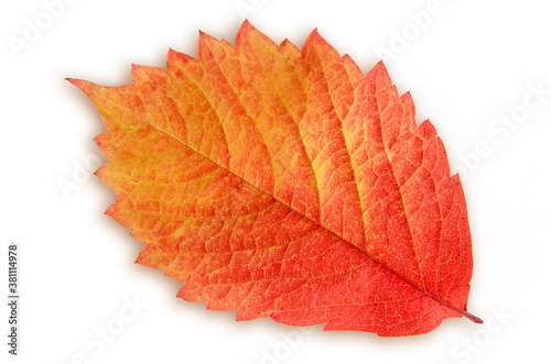 fallen, bright autumn leaf with a smooth transition between red and yellow, close-up on a white background