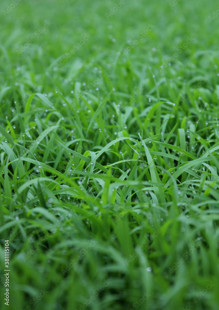 spring season abstract natural background of green rice farm close up with water drop . grass with water drops . spring season abstract natural background of green rice farm close up with water drop . grass with water drops .