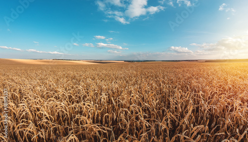 Large agricultural corn field of ripe corn © Taras Rudenko