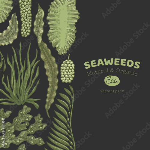 Seaweed color design template. Hand drawn vector seaweeds illustrations on dark background. Engraved style sea food banner. Retro sea plants background