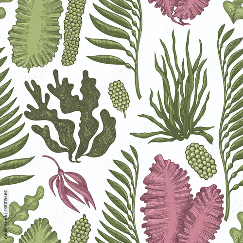 Seaweed seamless pattern. Hand drawn vector seaweeds color illustration. Engraved style sea food banner. Retro sea plants background