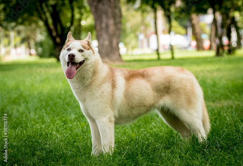 Portrait of cute husky dog at the park.