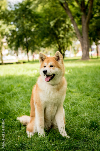 Portrait of cute akita inu dog at the park. © romaset