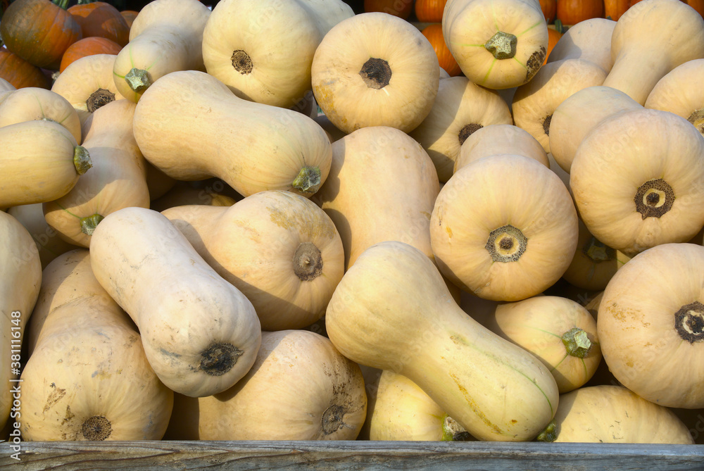 butternut squash at the market organic vegetable farm butternut squash at the market organic vegetable farm