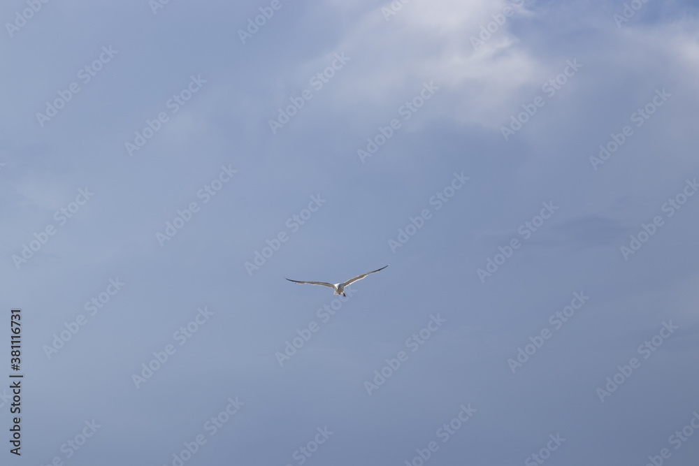 Obraz premium gabbiano che vola libero in mezzo al cielo