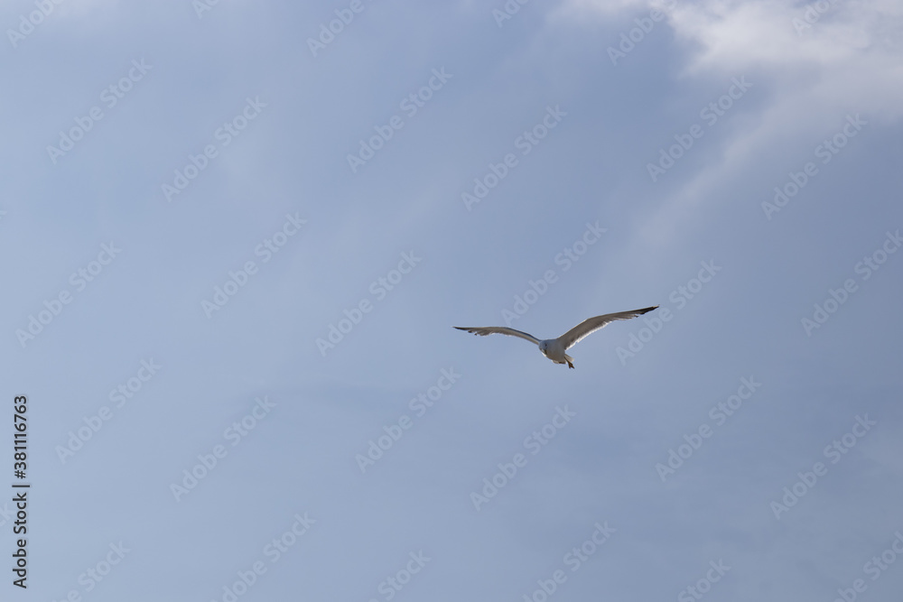 gabbiano che vola libero in mezzo al cielo gabbiano che vola libero in mezzo al cielo