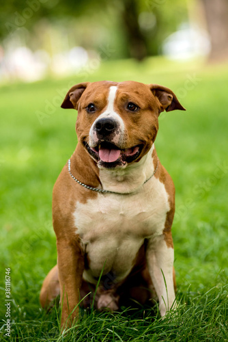 Portrait of cute american staffordshire terrier at the park.