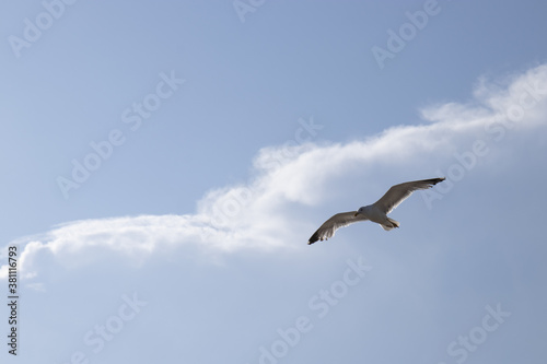 gabbiano che vola libero in mezzo al cielo