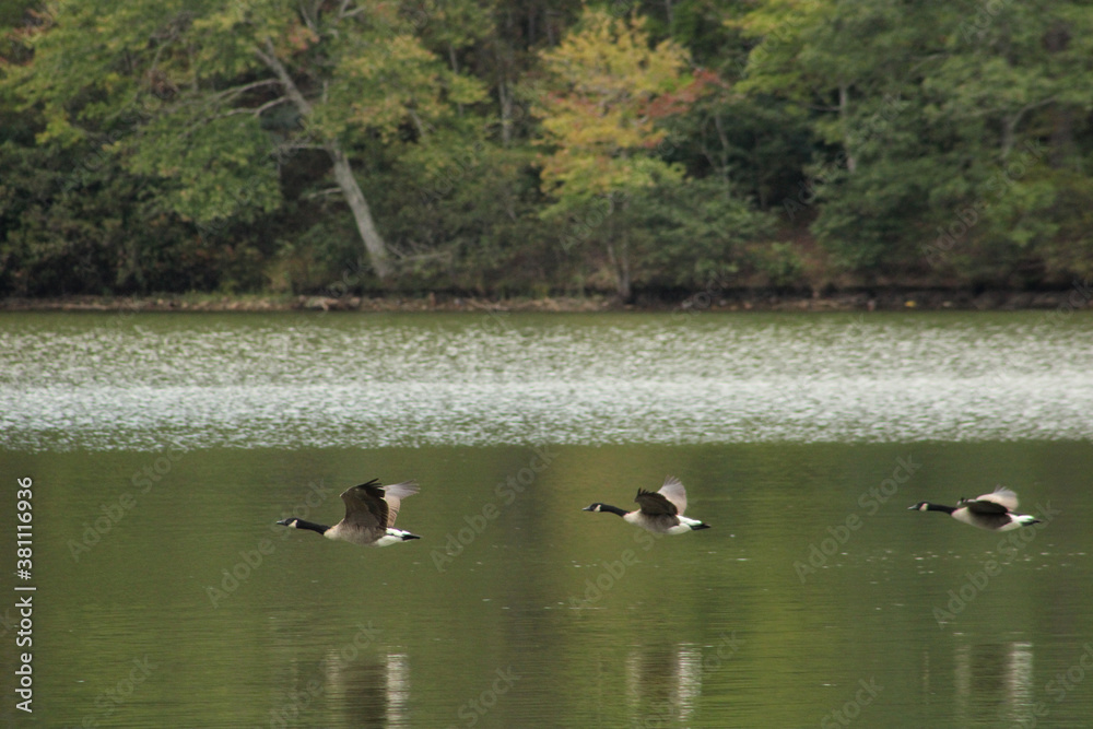 Wadding water birds and wood ducks in Georgia State parks Wadding water birds and wood ducks in Georgia State parks