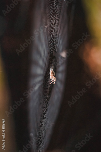 spider on a web 