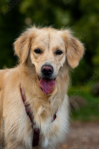 Portrait chien