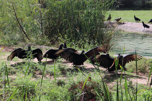 Black Vultures Wings Open Natural Habitat 