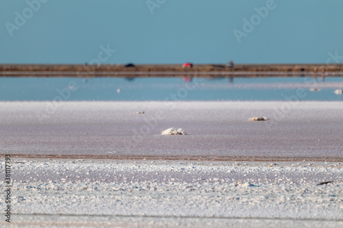 Salt pink lake surface close-up under blue sunny sky with reflection. Spa healthcare natural procedures in Ukraine, Henichesk