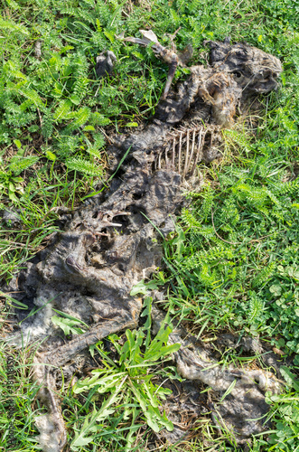 carcass of dead hare in meadow