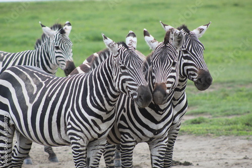 Group of friendly zebras on safari