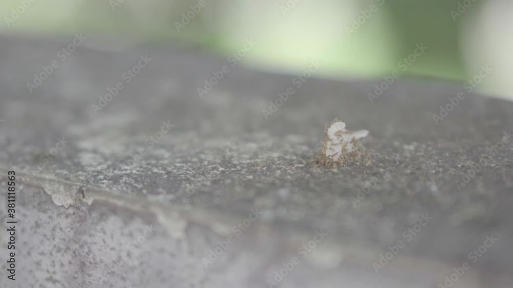 Many small ants on the floor were eating their food. Many small ants on the floor were eating their food.
