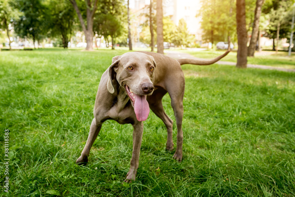 Portrait of cute weimaraner dog breed at the park.