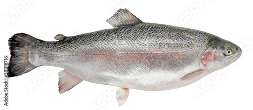 Trout isolated on white background. Norwegian fish