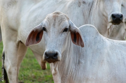 Nelore cattle in the farm pasture