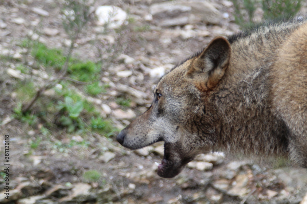 Naklejka premium iberian, animal, wild, europe, spain, gray, carnivore, nature, mammal, fauna, forest, wolf, lupus, grey, spanish,