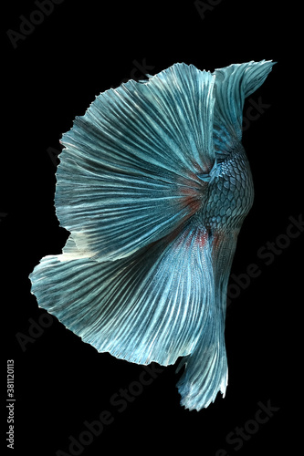 Texture oftail siamese fighting fish isolated on black background.;