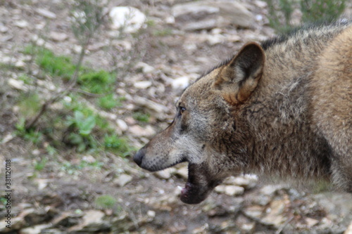 iberian  animal  wild  europe  spain  gray  carnivore  nature  mammal  fauna  forest  wolf  lupus  grey  spanish  