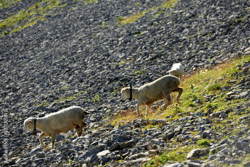 Bergschafe.Schafherde in den Alpen photo