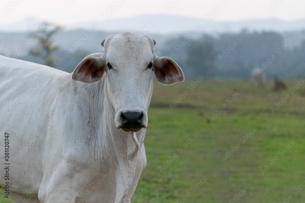 Nelore cattle in the farm pasture.