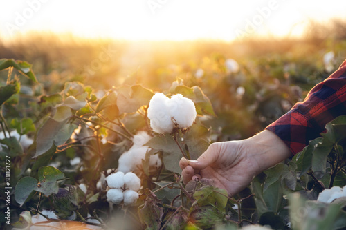 Young farmer woman harvests a cotton cocoon in a cotton field. The sun goes down in the background. photo