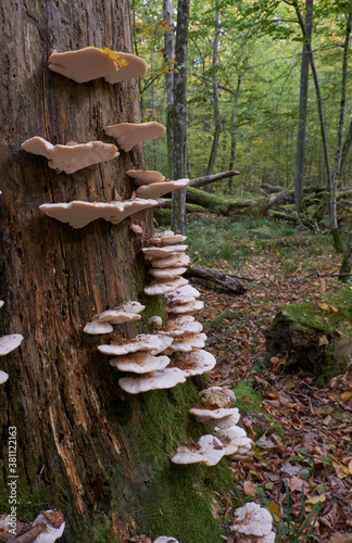 Autumnal fungus grows over stump photo