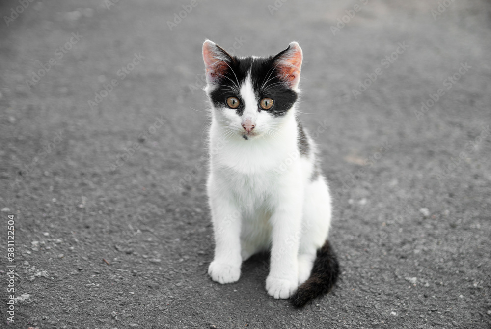 Black-white kitten sits on the pavement during the day. Black-white kitten sits on the pavement during the day.