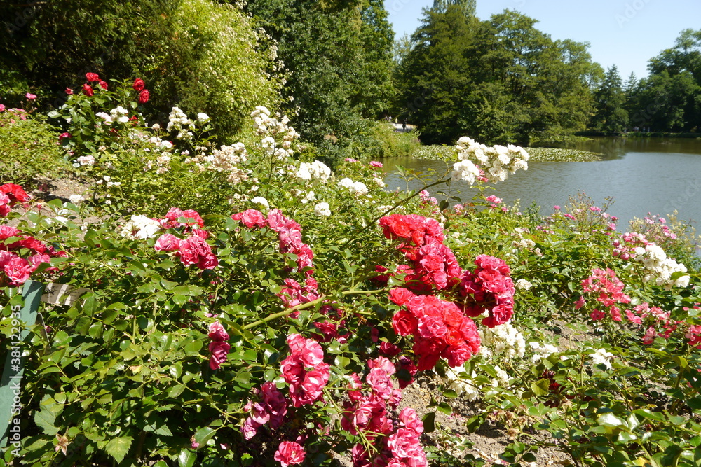 Rosen vor Teich im Bergpark Kassel Wilhelmshöhe