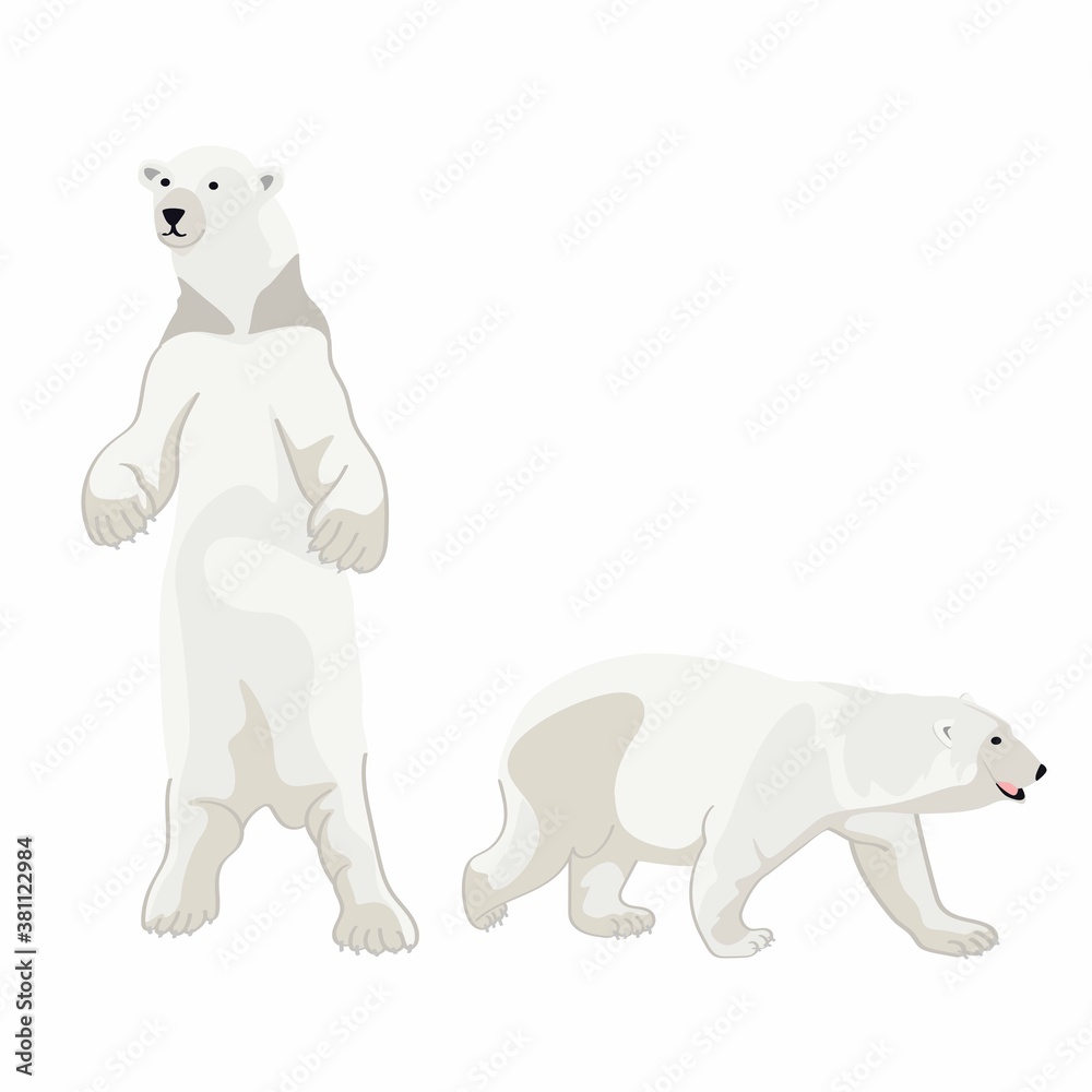 Fototapeta premium Illustration of a white bear, polar bear on white background.