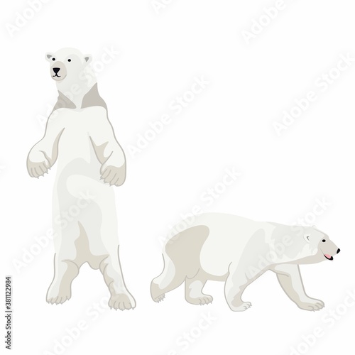 Illustration of a white bear  polar bear on white background.