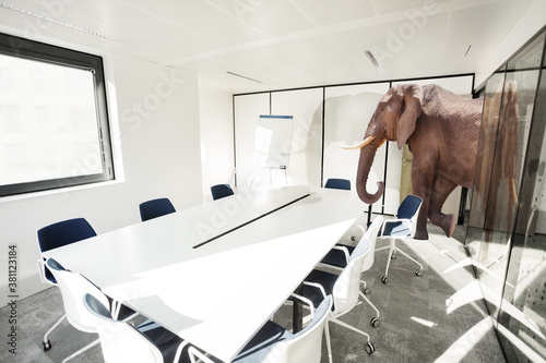 Photography Huge big elephant entering the office meeting room - business negotiation concep