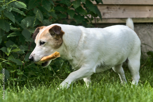 Cute Jack Russell Terrier dog holding a bone and walking in the garden