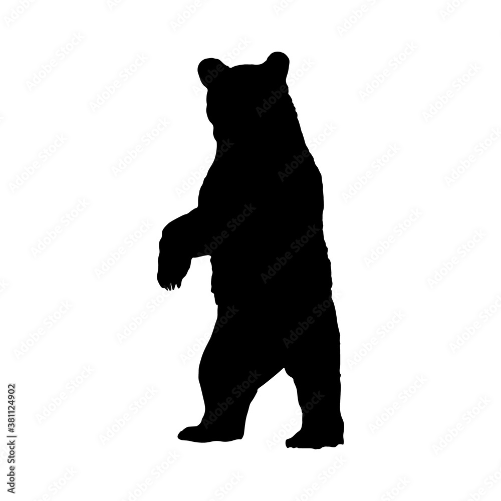North American Black Bear (Ursus americanus) Standing On a Front View Silhouette Found In Map Of North America. 