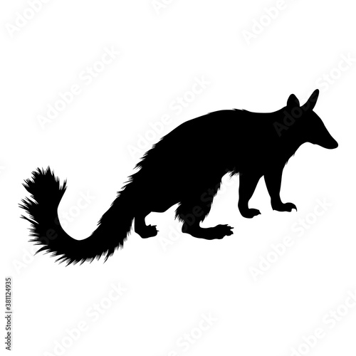 Numbat (Myrmecobius Fasciatus) Standing On a Side View Silhouette Found In Map Of Oceania.  photo