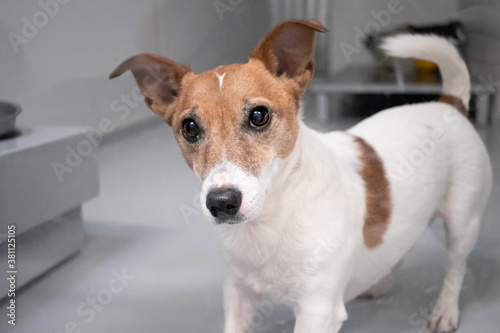 Rescue Jack Russel dog behind plexiglass waiting to be adopted from a no-kill animal shelter.