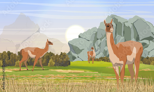A herd of guanaco lamas in a mountainous area with rocks, grass and bushes. Lama guanicoe. Wild animals of South America. Realistic vector landscape