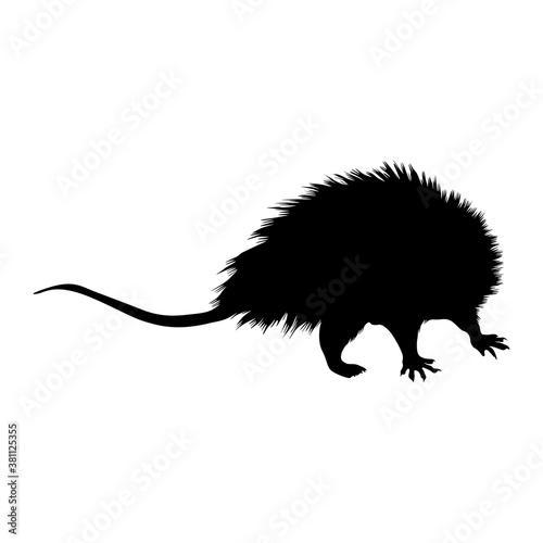 Opossum (Didelphis Virginiana) Standing On a Front View Silhouette Found In Map Of North America. Good To Use For Element Print Book, Animal Book and Animal Content
