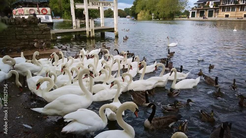 Swans and ducks swim at Eton-Windsor Bridge, River Thames. -  4k footage