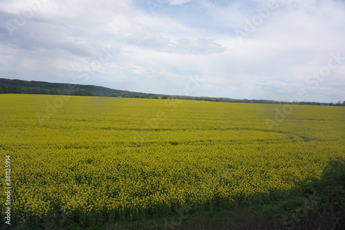 Rapeseed field