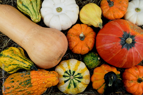 decorative mix of colored pumpkins